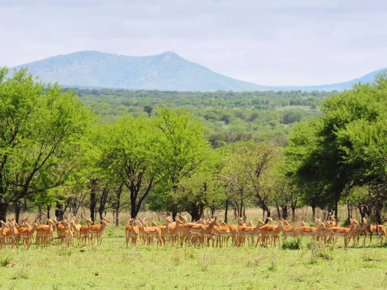 In this image I can see many deer on the grass. There are trees behind them. There are hills at the...