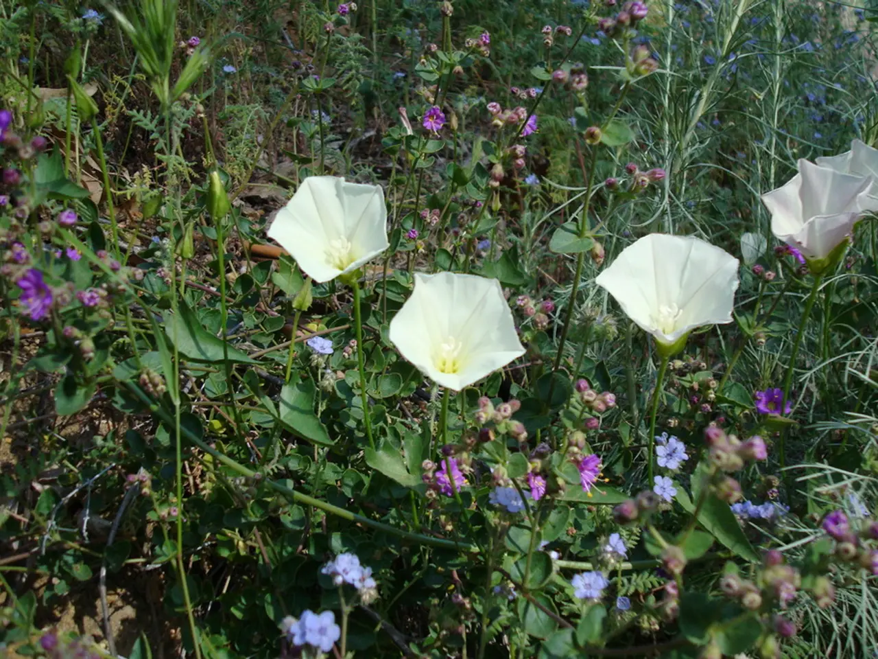 In the image there are flower plants all over the land.