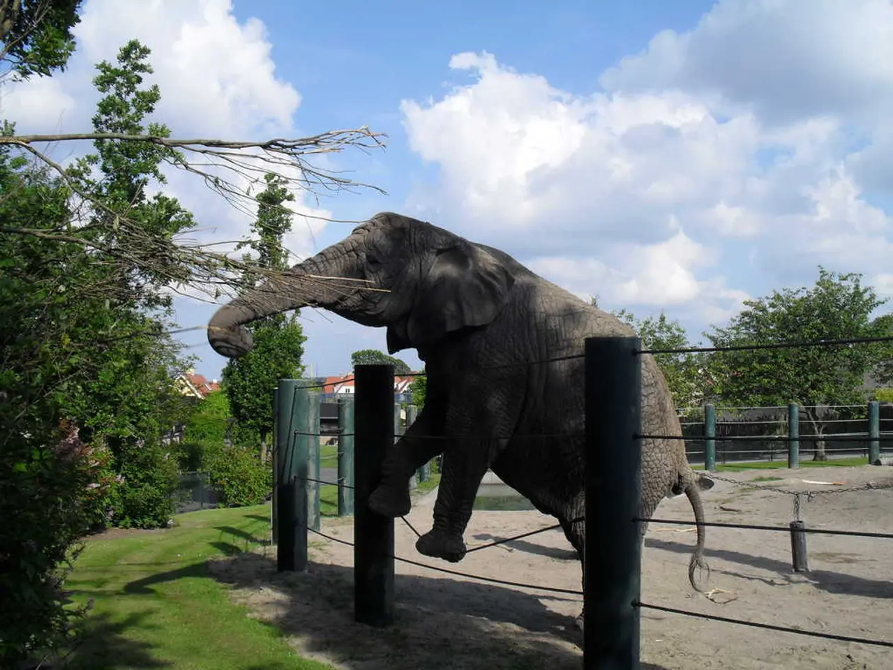 In this picture there is a elephant try to eat the tree leaves. In the front there is a fencing...