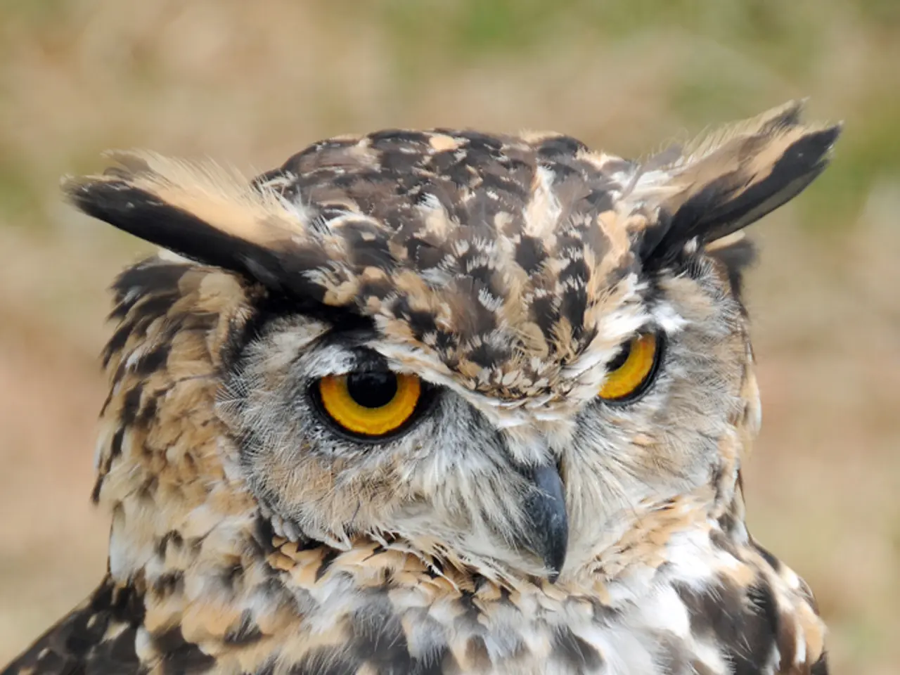 This is the picture of a owl which is in white, black in color.