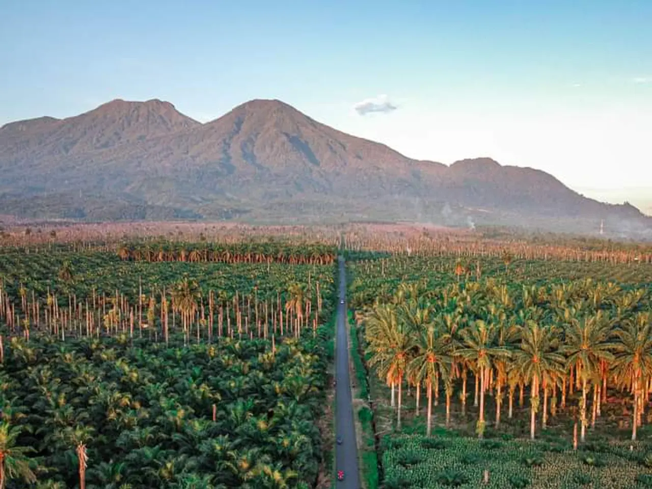The image shows an aerial view of an oil palm plantation in Bali, Indonesia, with a road winding...