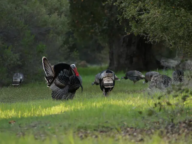 Turmoil in Turkey's Fishing Industry