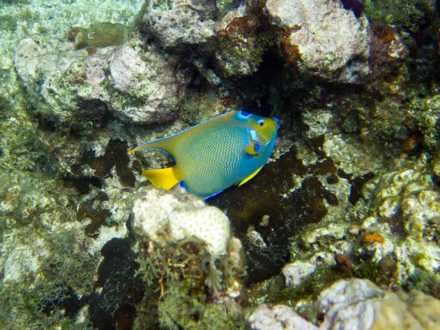 Deep Dive: Wide-Angle Exploration of Komodo dragons