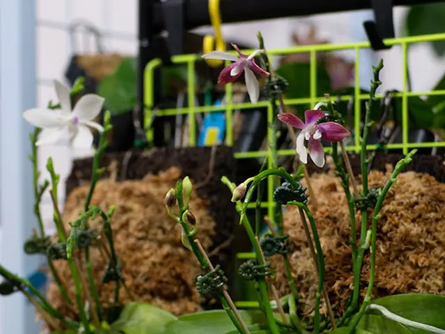 This picture shows plants with flowers and we see a metal fence.