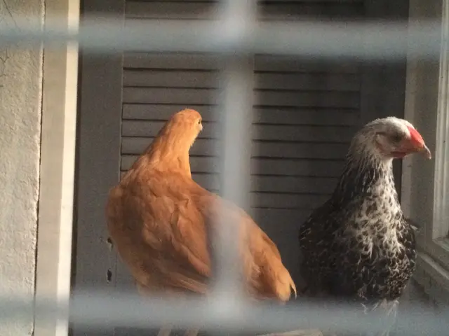 The picture consists of two hens in a cage. In the background there is door. On the left it is...