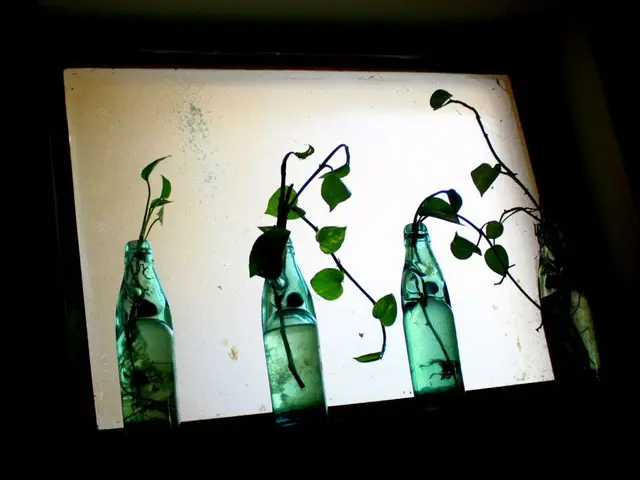 This picture shows soda bottles with plant in it`