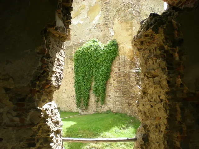 In this picture there is greenery and a ladder in the center of the image and there are rocks...