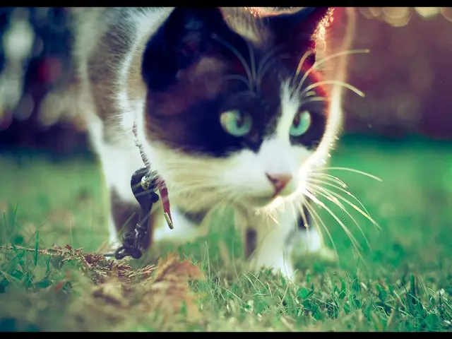 In this image there is a cat on the ground. On the ground there is grass.