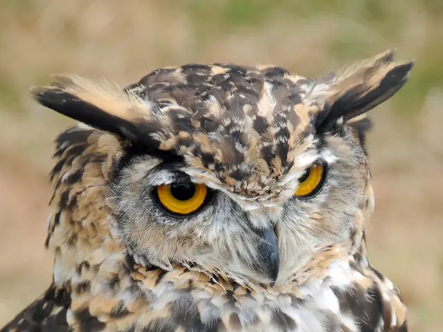 This is the picture of a owl which is in white, black in color.