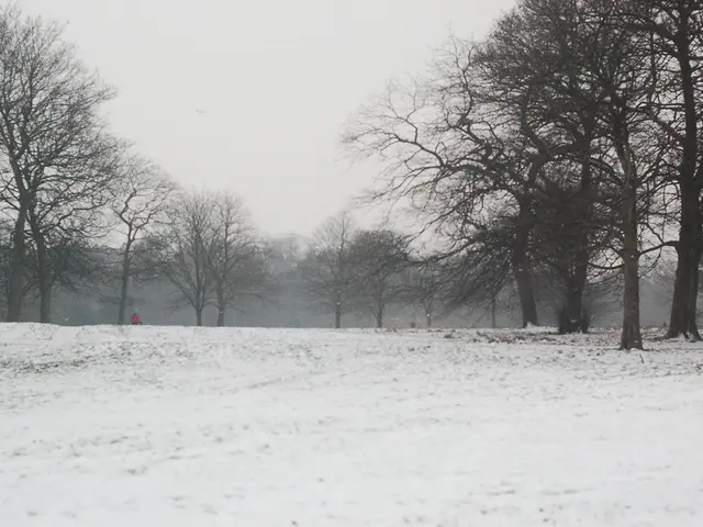 In this image we can see a man standing on the ice. On the backside we can see some trees and the...
