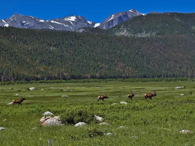 As we can see in the image there are animals, plants, rocks, grass, trees, hills and sky.
