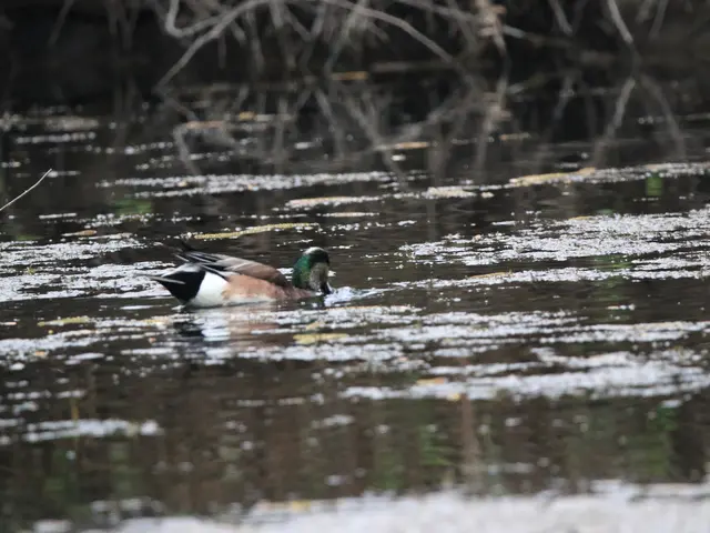 The image shows a mallard duck swimming in a pond surrounded by trees in the background. The duck...