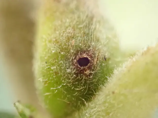 The image shows a close up of a green leaf with a small hole in it, which appears to be a kiwi. The...