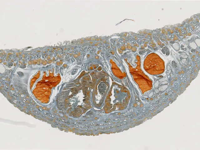 The image shows a cross section of a plant stem with a small amount of orange and white cells,...