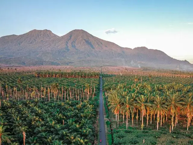 The image shows an aerial view of an oil palm plantation in Bali, Indonesia, with a road winding...
