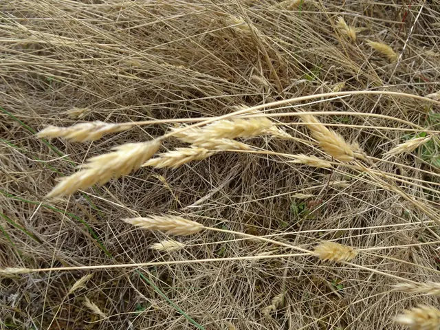 The image shows a field of ripe wheat ready for harvest, with the golden-brown stalks of wheat...