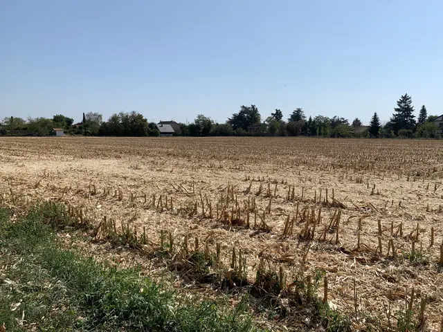The image shows a field of corn in the middle of a rural area, surrounded by grass and trees, with...