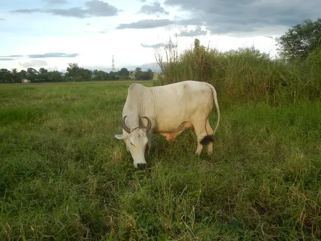 The image shows a white Brahman cow grazing in a lush green field with trees in the background and...